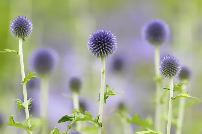 Gerahmter Druck : Blauer Globthymian (Echinops sp) Gerahmter Druck : Blauer Globthymian (Echinops sp)