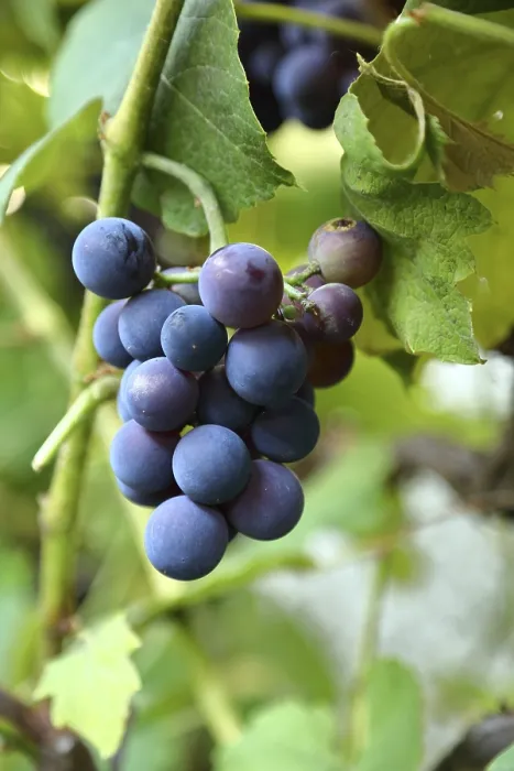 Gerahmter Druck : Blauer Weintrauben (Vitis) auf der Rebe. Gerahmter Druck : Blauer Weintrauben (Vitis) auf der Rebe.