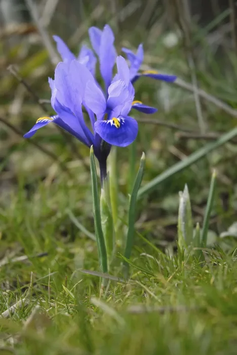 Gerahmter Druck : Blauer Iris, Reticula Gerahmter Druck : Blauer Iris, Reticula