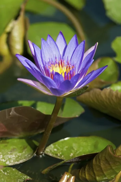Gerahmter Druck : Blauer Lotus (Nymphaea caerulea) Gerahmter Druck : Blauer Lotus (Nymphaea caerulea)