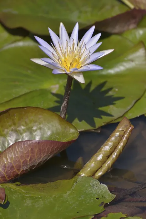 Gerahmter Druck : Blauer Nelke (Nymphaea caerulea) Gerahmter Druck : Blauer Nelke (Nymphaea caerulea)
