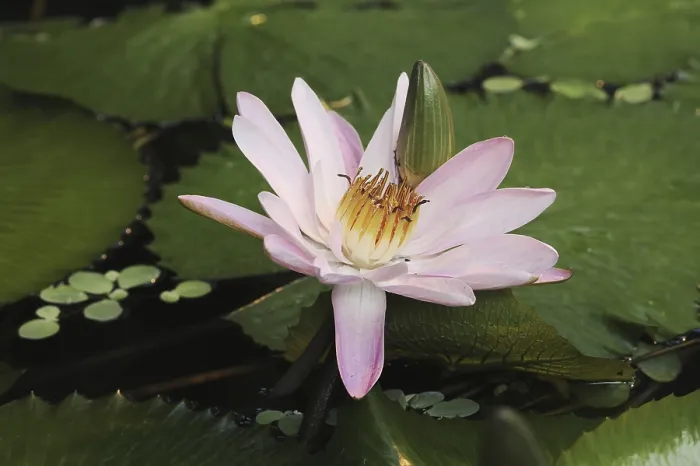 Gerahmter Druck : Blauer Nelke (Nymphaea caerulea) Gerahmter Druck : Blauer Nelke (Nymphaea caerulea)