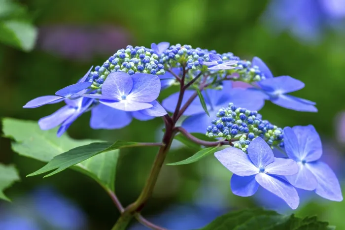 Gerahmter Druck : Blauer Berg-Hydrangea (Hydrangea serrata) Gerahmter Druck : Blauer Berg-Hydrangea (Hydrangea serrata)