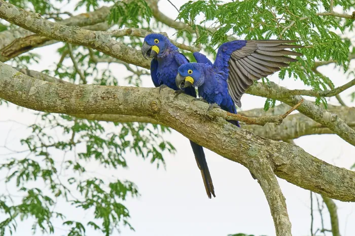 Gerahmter Druck : Zwei blaue Papageien auf einem Ast in einem Baum. Gerahmter Druck : Zwei blaue Papageien auf einem Ast in einem Baum.