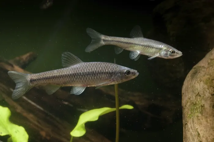 Gerahmter Druck : Blauer Bandbär, Pseudorasbora parva. Gerahmter Druck : Blauer Bandbär, Pseudorasbora parva.