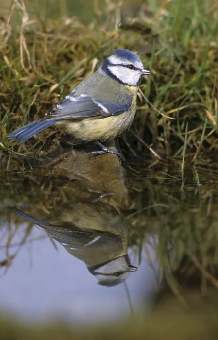 Gerahmter Druck : Blauhäher, parus caeruleus, Bad