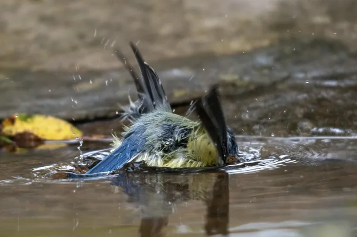 Gerahmter Druck : Blauhäher, parus caeruleus, Bad Gerahmter Druck : Blauhäher, parus caeruleus, Bad