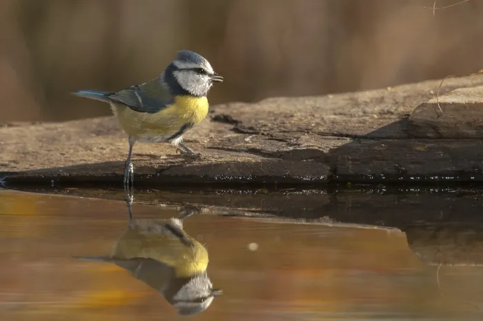 Gerahmter Druck : Blauhäher, parus caeruleus, Bad Gerahmter Druck : Blauhäher, parus caeruleus, Bad