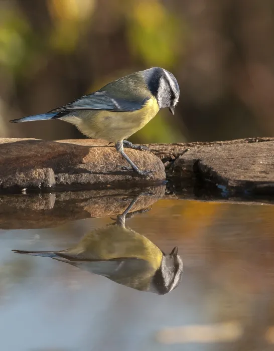 Gerahmter Druck : Blauhäher, Parus caeruleus, Bad. Gerahmter Druck : Blauhäher, Parus caeruleus, Bad.