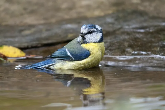 Gerahmter Druck : Blaumeise, parus caeruleus, Bad Gerahmter Druck : Blaumeise, parus caeruleus, Bad