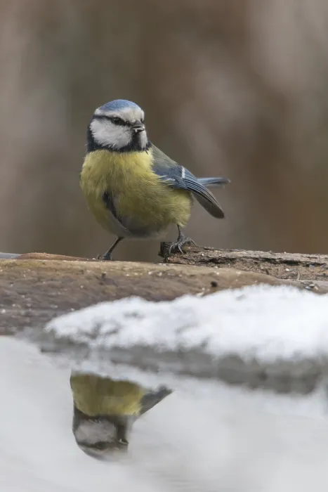 Gerahmter Druck : Blauhäher, parus caeruleus, Bad