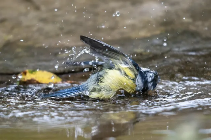 Gerahmter Druck : Blauhäher, parus caeruleus, Bad. Gerahmter Druck : Blauhäher, parus caeruleus, Bad.