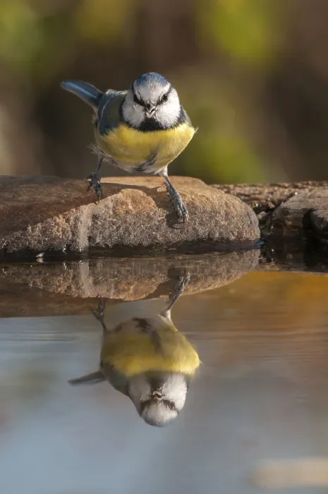Gerahmter Druck : Blauhäher, parus caeruleus, Bad Gerahmter Druck : Blauhäher, parus caeruleus, Bad