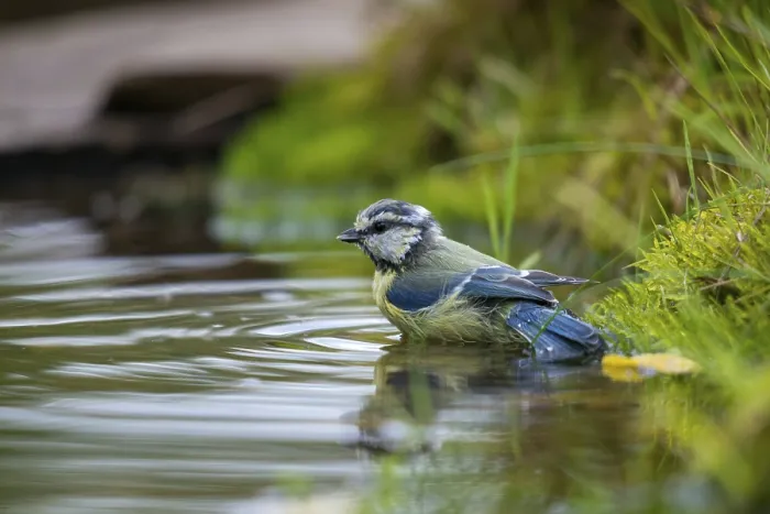 Gerahmter Druck : Blauhäher, parus caeruleus, Bad Gerahmter Druck : Blauhäher, parus caeruleus, Bad