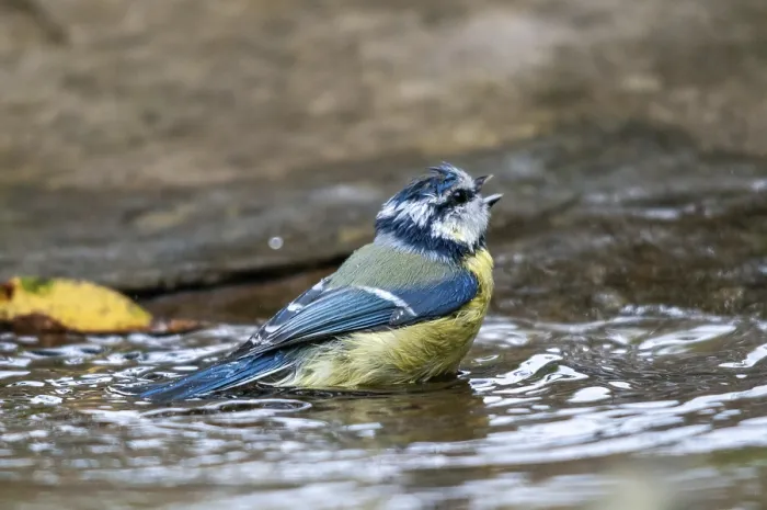Gerahmter Druck : Blauhäher, parus caeruleus, Bad Gerahmter Druck : Blauhäher, parus caeruleus, Bad