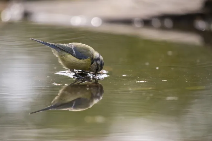 Gerahmter Druck : Blauhäher, parus caeruleus, Bad Gerahmter Druck : Blauhäher, parus caeruleus, Bad