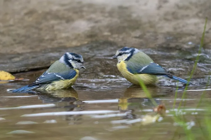 Gerahmter Druck : Blauhäher, Parus caeruleus, Bad Gerahmter Druck : Blauhäher, Parus caeruleus, Bad