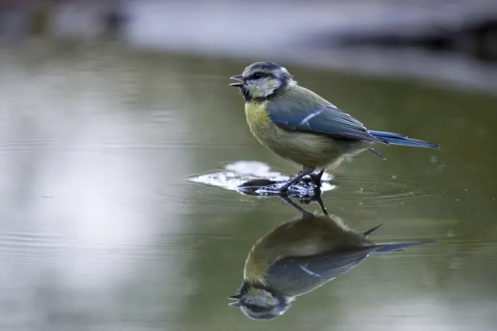 Gerahmter Druck : Blauhäher, parus caeruleus, Bad Gerahmter Druck : Blauhäher, parus caeruleus, Bad