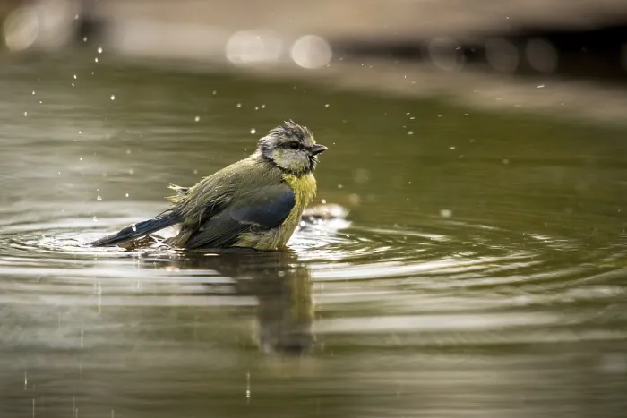 Gerahmter Druck : Blauhäher, parus caeruleus, Bad Gerahmter Druck : Blauhäher, parus caeruleus, Bad
