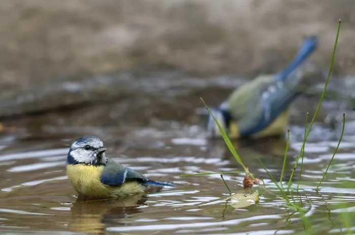 Gerahmter Druck : Blauhäher, parus caeruleus, Bad. Gerahmter Druck : Blauhäher, parus caeruleus, Bad.