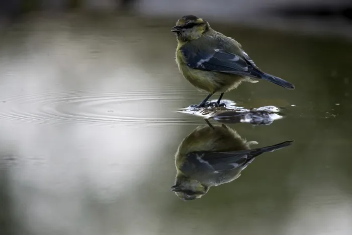 Gerahmter Druck : Blauhäher, parus caeruleus, Bad. Gerahmter Druck : Blauhäher, parus caeruleus, Bad.