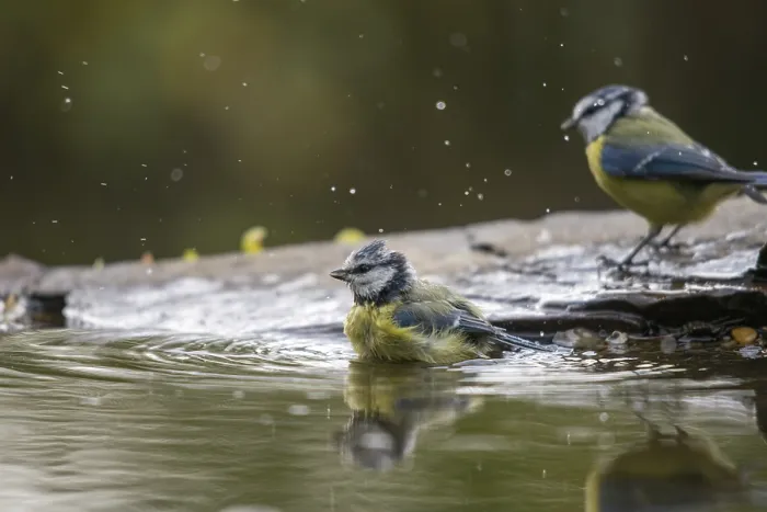 Gerahmter Druck : Blauhäher, parus caeruleus, Bad. Gerahmter Druck : Blauhäher, parus caeruleus, Bad.