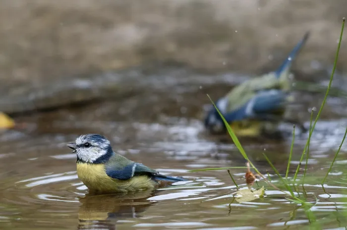 Gerahmter Druck : Blauhäher, parus caeruleus, Bad. Gerahmter Druck : Blauhäher, parus caeruleus, Bad.