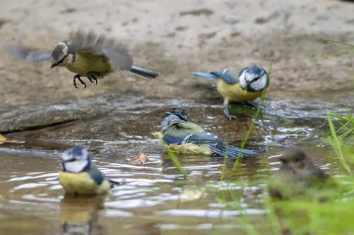 Gerahmter Druck : Blauhäher, parus caeruleus, Bad. Gerahmter Druck : Blauhäher, parus caeruleus, Bad.