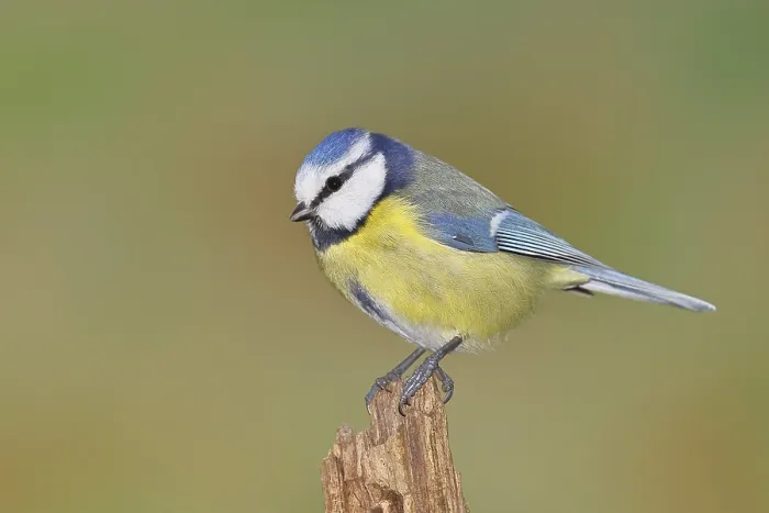 Gerahmter Druck : Blauhäher (Parus caeruleus), sitzt auf einem Baumstumpf. Gerahmter Druck : Blauhäher (Parus caeruleus), sitzt auf einem Baumstumpf.