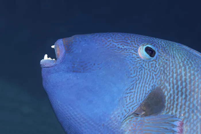 Gerahmter Druck : Blauer Drückerfisch (Pseudobalistes fuscus) Gerahmter Druck : Blauer Drückerfisch (Pseudobalistes fuscus)