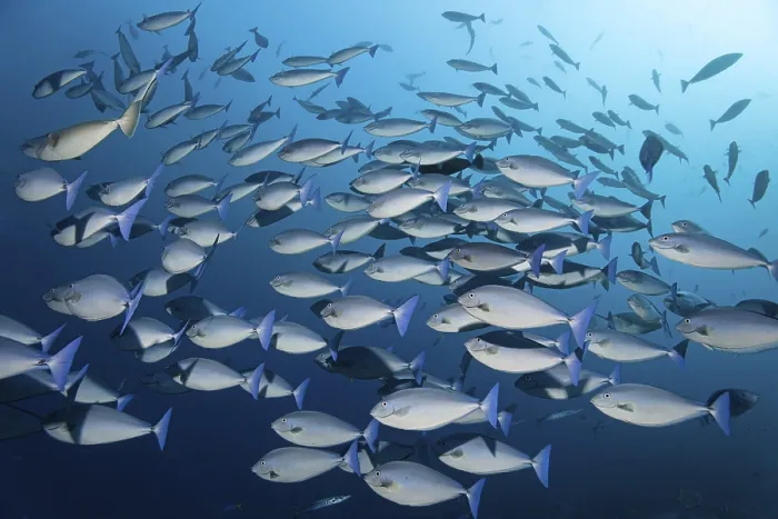 Gerahmter Druck : Blaue Einhörner (Naso caeruleacauda)