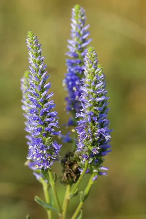 Gerahmter Druck : Blauer Weidenblätter, Braunwurzel, Pseudolysimachion spicatum Gerahmter Druck : Blauer Weidenblätter, Braunwurzel, Pseudolysimachion spicatum