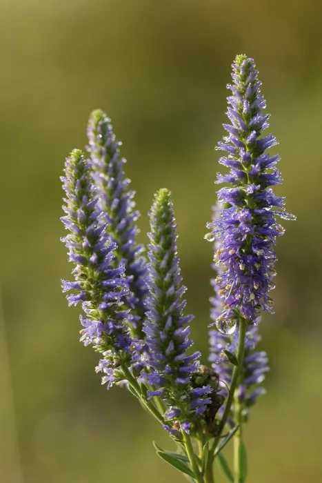 Gerahmter Druck : Blauer Weidenblättriger, Braunwurzel, Pseudolysimachion spicatum Gerahmter Druck : Blauer Weidenblättriger, Braunwurzel, Pseudolysimachion spicatum