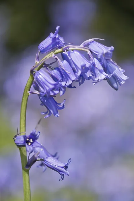 Gerahmter Druck : Blaustrahl (Hyacinthoides non-scripta) Gerahmter Druck : Blaustrahl (Hyacinthoides non-scripta)