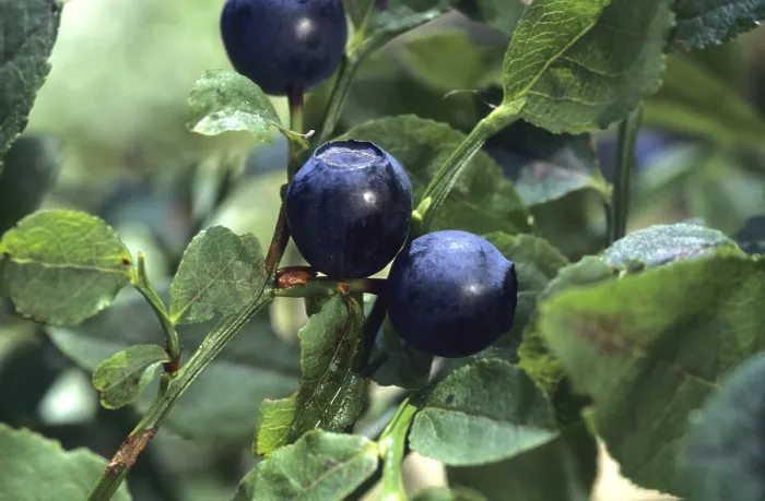 Gerahmter Druck : Blueberries Gerahmter Druck : Blueberries