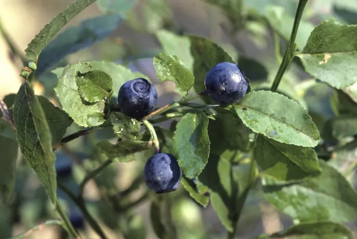 Gerahmter Druck : Blueberries Gerahmter Druck : Blueberries