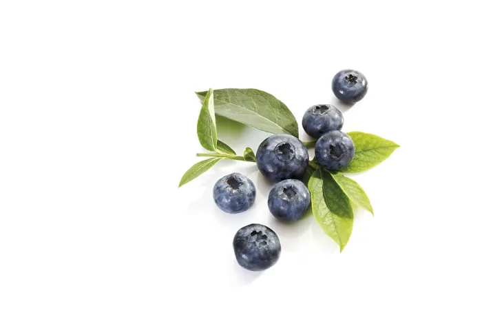 Gerahmter Druck : Blauenbeeren mit Blättern Gerahmter Druck : Blauenbeeren mit Blättern