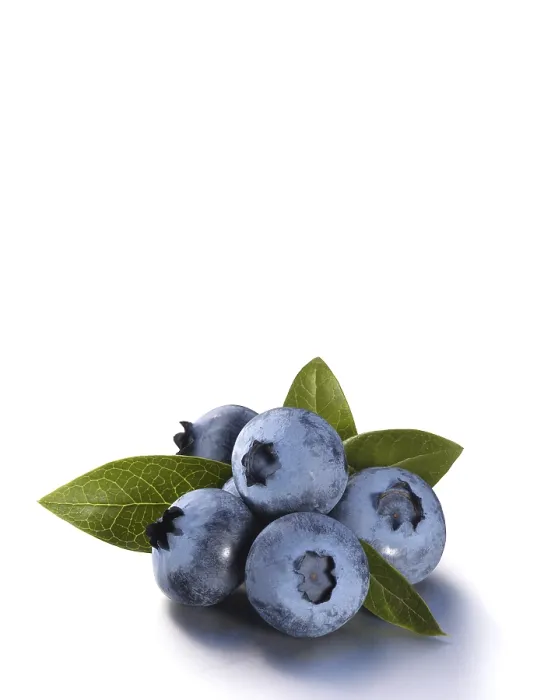 Gerahmter Druck : Blaubeeren mit Blättern Gerahmter Druck : Blaubeeren mit Blättern