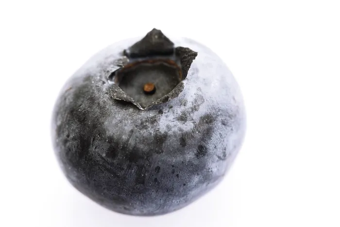 Gerahmter Druck : Blueberry Gerahmter Druck : Blueberry