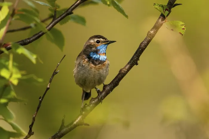 Gerahmter Druck : Blaukehlchen, Blaukehlchen, Finnland. Gerahmter Druck : Blaukehlchen, Blaukehlchen, Finnland.