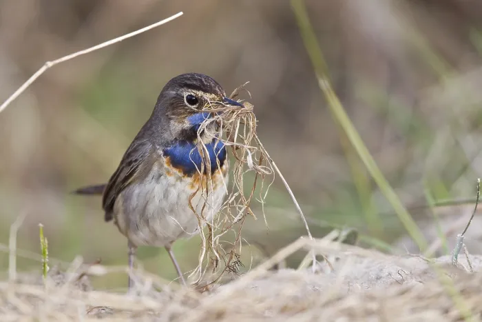 Gerahmter Druck : Blaustrunk (Luscinia svecica) mit Nestmaterial. Gerahmter Druck : Blaustrunk (Luscinia svecica) mit Nestmaterial.