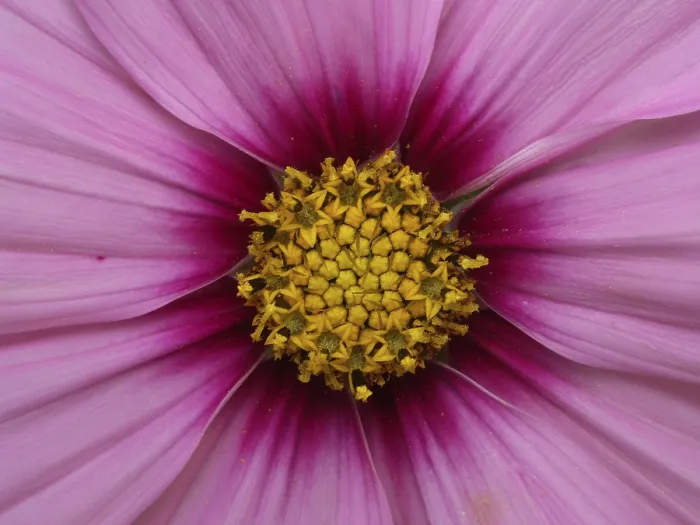 Gerahmter Druck : Blüte einer Aster Blätte einer Aster Gerahmter Druck : Blüte einer Aster Blätte einer Aster