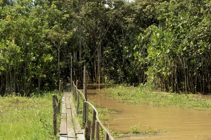 Gerahmter Druck : Pfad am Ufer des Amazonas in der überfluteten Wälder entlang. Gerahmter Druck : Pfad am Ufer des Amazonas in der überfluteten Wälder entlang.