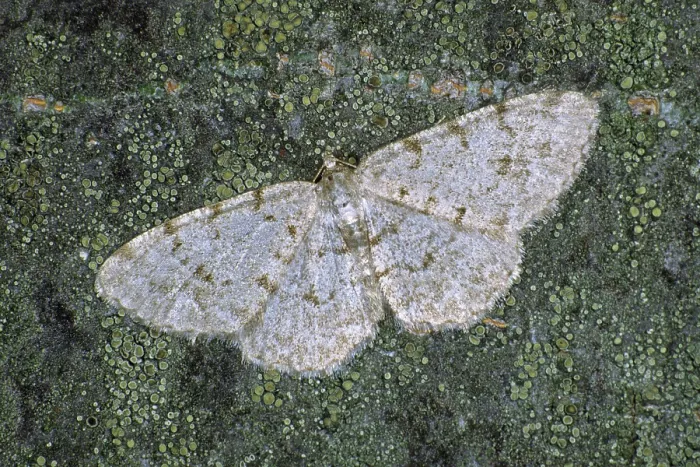 Gerahmter Druck : Boarmia punctulata Gerahmter Druck : Boarmia punctulata