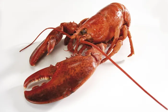 Gerahmter Druck : Ganzer gebratener Hummer. Gerahmter Druck : Ganzer gebratener Hummer.