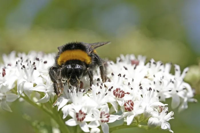 Gerahmter Druck : Bombus cryptarum, der Kryptar-Braunklave Gerahmter Druck : Bombus cryptarum, der Kryptar-Braunklave