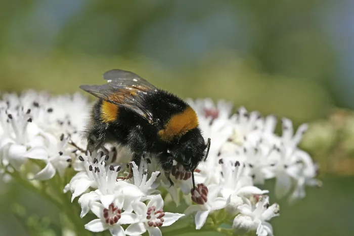 Gerahmter Druck : Bombus cryptarum, die Cryptarum-Biene. Gerahmter Druck : Bombus cryptarum, die Cryptarum-Biene.