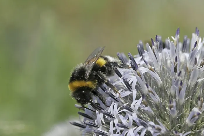 Gerahmter Druck : Bombus terrestris, Hummel Gerahmter Druck : Bombus terrestris, Hummel