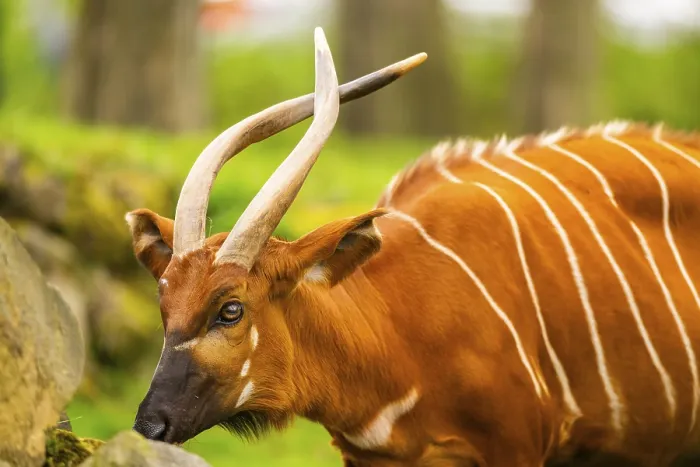 Gerahmter Druck : Bongo (Tragelaphus eurycerus) auf einem Wiesen im Frühling. Gerahmter Druck : Bongo (Tragelaphus eurycerus) auf einem Wiesen im Frühling.