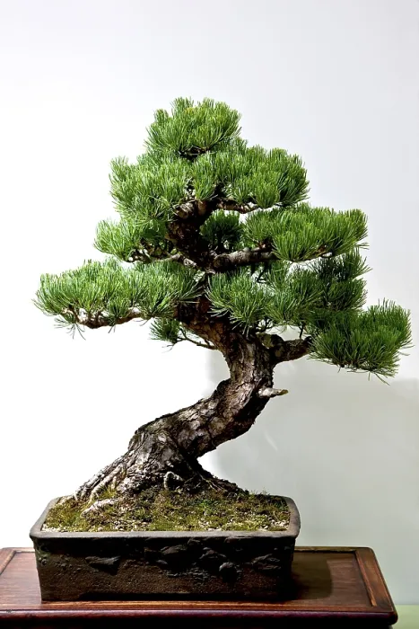 Gerahmter Druck : Bonsai Baum Gerahmter Druck : Bonsai Baum